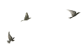 MedeuLamp
